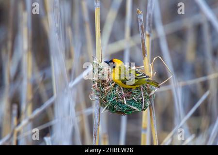 Southern Masked-Weaver Ploceus velatus Lage Wakkerstroom Bridge, Mpumalanga, Südafrika 22. August 2018 Erwachsener, Männlich Ploceidae Stockfoto