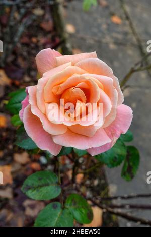 Nahaufnahme einer wunderschönen einzelnen Rose mit rosa/orangen Blüten, die im November in einem britischen Garten blüht. Stockfoto