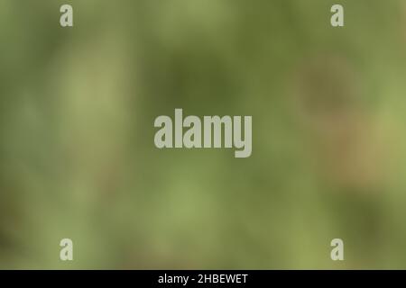 Völlig verschwommener Hintergrund aus einem Bild von grünen Blättern beim Kochen in grünen Tönen der Natur Stockfoto