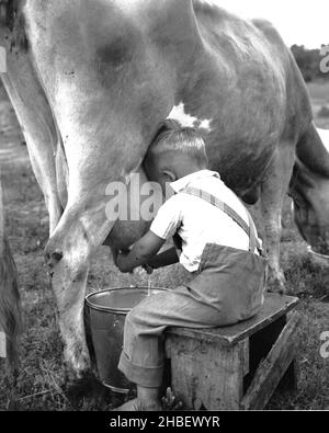 Bauernjunge, der auf einer Holzbank auf dem Feld sitzt, melkt manuell eine Kuh. Ca. 1965 Stockfoto