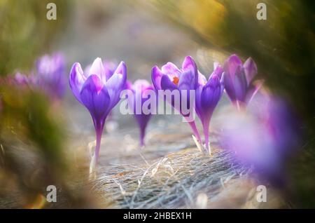 Lichtung von blühenden Krokussen. Der erste Frühling blüht. Nahaufnahme aus Safran Stockfoto