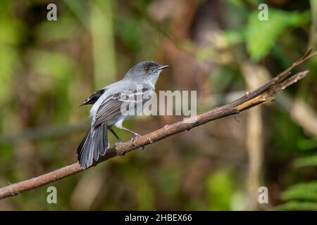 Torrent Tyrannulet Serpophaga cinerea Cabanas San Isidro, Napo, Ecuador 15. Dezember 2019 Erwachsener Tyrannidae Stockfoto