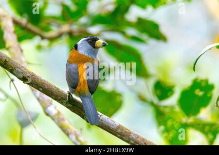 Toucan Barbet Semnornis ramphastinus Bellavista Cloud Forest Lodge, Pichincha, Ecuador 7. Dezember 2019 Erwachsener Semnornithidae Stockfoto