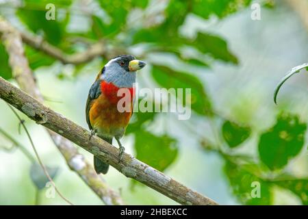 Toucan Barbet Semnornis ramphastinus Bellavista Cloud Forest Lodge, Pichincha, Ecuador 7. Dezember 2019 Erwachsener Semnornithidae Stockfoto