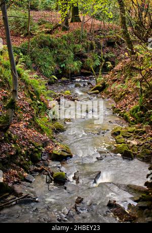 Blick auf einen Waldbach im Herbst, mit heruntergefallenen Blättern am Flussufer und Bäumen, die das Bild einrahmen Stockfoto