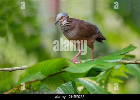 Weißkehlige Wachteltaube Zentralgon frenata Bellavista Cloud Forest Lodge, Pichincha, Ecuador 8. Dezember 2019 Erwachsener Columbidae Stockfoto