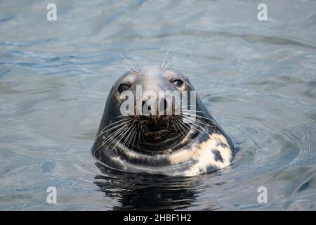 Eine wilde Robbe in der Nordsee vor der Küste Schottlands schaut vor die Kamera Stockfoto