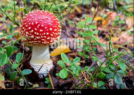 Nahaufnahme eines einzigen Pilzes von Fliegenpilz oder Amanita Muscaria im Herbstwald auf dem Boden im Gras Stockfoto