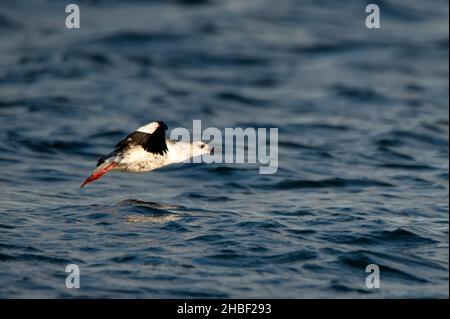 Der Blick auf cepphos oder echte Guillemots im Flug über die Oberfläche des Meeres Stockfoto