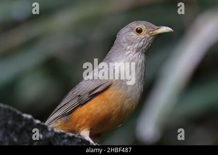 Nahaufnahme eines Rufous-bauchigen Thrush (Turdus rufidentris), isoliert, auf einem Hintergrund in dunklen Tönen thront. Stockfoto