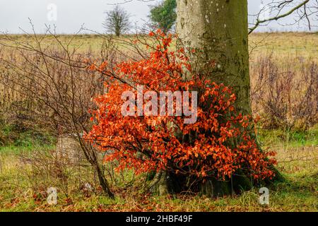 Einsamen Kupferbuche (Fagus sylvatica) Baum mit herrlichen kupferroten Blättern im frühen Winter, Wiltshire UK Stockfoto