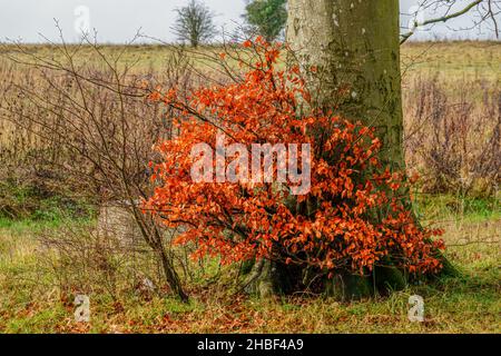 Einsamen Kupferbuche (Fagus sylvatica) Baum mit herrlichen kupferroten Blättern im frühen Winter, Wiltshire UK Stockfoto