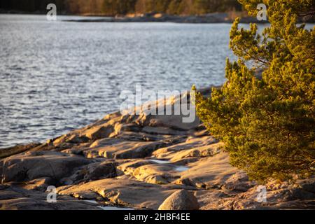 Wunderschöne natürliche skandinavische Landschaft. Kleine Kiefer, die am felsigen Ufer der Ostsee wächst. Sonniger Spätherbst- oder Wintertag in der Natur Stockfoto