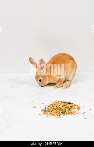 Rotschopf-Ingwerkaninchen sitzt neben dem Essen auf weißem Hintergrund. Platz für eine Inschrift. Stockfoto