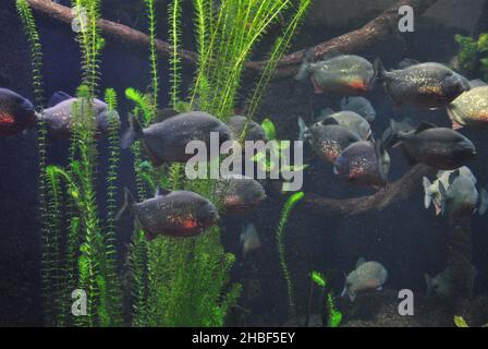 Ein Blick auf das Aquarium mit rotbauchigen Piranha-Fischen unter Wasser Stockfoto