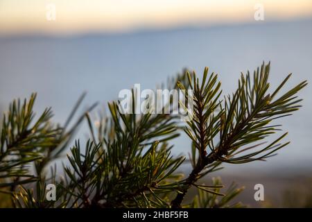 Wunderschöne natürliche skandinavische Landschaft. Kleine Kiefer, die am felsigen Ufer der Ostsee wächst. Sonniger Spätherbst- oder Wintertag in der Natur Stockfoto