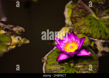 Lily Pads in Pond, Mission San Juan Capistrano Stockfoto