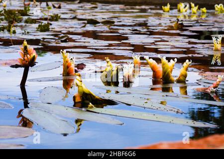 Lily blüht im Koi Pond der Mission San Juan Capistrano, Südkalifornien Stockfoto