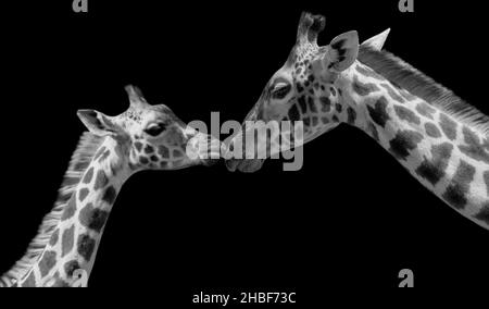 Niedliches Baby Giraffe Küssen Ihre Mutter Stockfoto