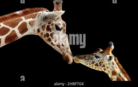 Baby Und Mutter Giraffe Porträt Auf Dem Schwarzen Hintergrund Stockfoto
