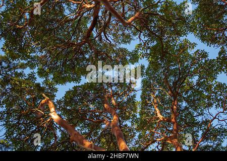 Erdbeerbaum Arbutus oder Pacific madrona, Madrone - immergrüner Baum mit reicher orange-roter Rinde. Details der Rinde auf einem madrona-Baum -arbutus menziesii. Stockfoto