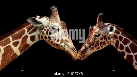 Erstaunlich Zwei Giraffen Porträt Auf Dem Dunklen Hintergrund Stockfoto