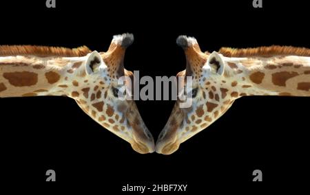 Schöne Lange Hals Zwei Giraffe Lieben Auf Dem Schwarzen Hintergrund Stockfoto