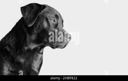 Schwarzes Labrador Retriever Hundegesicht Auf Dem Schwarzen Hintergrund Stockfoto