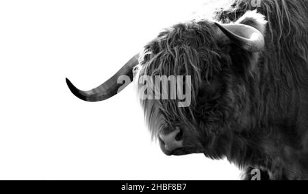 Big Horn Highland Cattle Nahaufnahme Gesicht Auf Dem Schwarzen Hintergrund Stockfoto