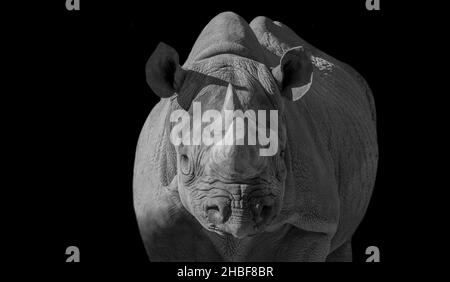 Große Und Schwere Rhino-Vorderansicht Auf Dem Schwarzen Hintergrund Stockfoto