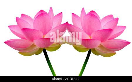 Wunderschöne Wasserlilie Oder Lotus Isoliert Auf Dem Weißen Hintergrund Stockfoto