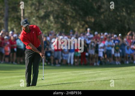 Orlando, Florida, USA. 19th Dez 2021. Tiger Woods setzt sich während der letzten Runde der PNC Championship im Ritz-Carlton Golf Club in Orlando, Florida, auf das Grün von 18th. (Bild: © Debby Wong/ZUMA Press Wire) Stockfoto