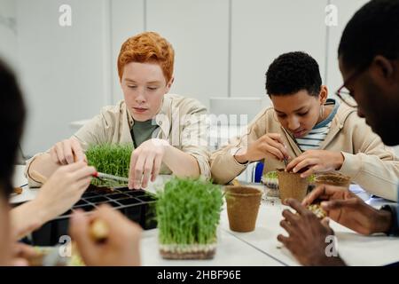 Eine vielfältige Gruppe von Kindern, die Samen Pflanzen, während sie während des Biologieunterschurs in der Schule experimentieren Stockfoto