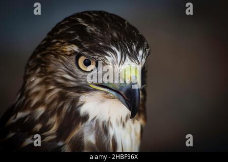 Ein Red Tailed Hawk auf der Suche nach Lebensmitteln in Alberta, Kanada. Stockfoto