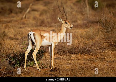 Grants Gazelle - Nanger granti Arten von Gazellen aus dem Norden Tansanias bis zum Südsudan und Äthiopien, von der kenianischen Küste bis zum Viktoriasee, Suaheli Stockfoto