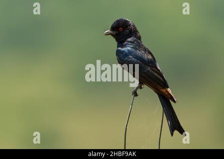 Gabelschwanz-Drongo - Dicrurus adsimilis auch häufiger Drongo, afrikanischer Drongo oder Savanne Drongo, Familie Dicruridae, mittelgroßer Sperlingsvögel, na Stockfoto