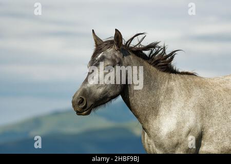 Pferde und Fohlen in den Bergen, Nationalpark Zentralbalkan in Bulgarien, Stara Planina. Schöne Pferde in der Natur auf dem Hügel. Herde of Stockfoto
