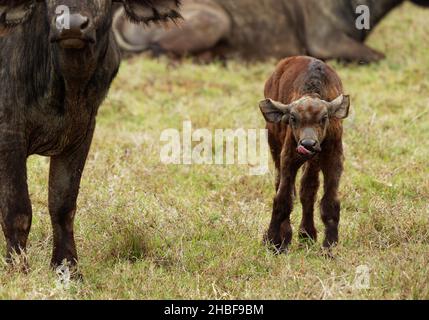 Afrikanischer Büffel - Syncerus Caffer oder Kapbüffel ist ein großes subsaharisches afrikanisches Rind. Porträt in der Savanne in Masai Mara Kenia, Kalb von großer bla Stockfoto