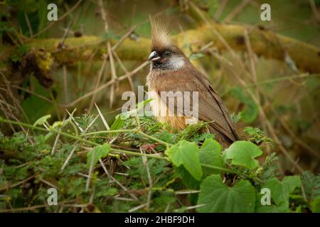 Gesprenkelte Mausvögel - Colius striatus größte Art von Mausvögel, die häufigste, in den meisten der Mittel-, Ost-und südlichen Afrika gefunden, LON Stockfoto