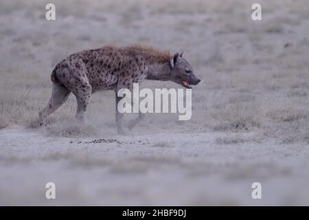 Spotted Hyena - Crocuta crocuta nach dem Essen zu Fuß im Park. Schöner Sonnenuntergang oder Sonnenaufgang in Amboseli in Kenia, Schnauzer in der Savanne, sandig und Stockfoto