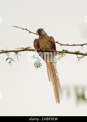 Gesprenkelte Mausvögel - Colius striatus größte Art von Mausvögel, die häufigste, in den meisten der Mittel-, Ost-und südlichen Afrika gefunden, LON Stockfoto