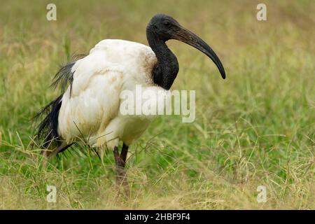 African sacred Ibis - Threskiornis aethiopicus watend schwarz-weißen Vogel von Threskiornithidae, heimisch in Afrika und dem Nahen Osten, Rolle im Rel Stockfoto