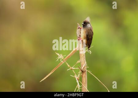 Gesprenkelte Mausvögel - Colius striatus größte Art von Mausvögel, die häufigste, in den meisten der Mittel-, Ost-und südlichen Afrika gefunden, LON Stockfoto