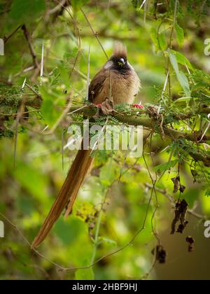 Gesprenkelte Mausvögel - Colius striatus größte Art von Mausvögel, die häufigste, in den meisten der Mittel-, Ost-und südlichen Afrika gefunden, LON Stockfoto