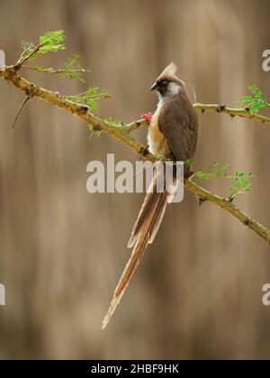 Gesprenkelte Mausvögel - Colius striatus größte Art von Mausvögel, die häufigste, in den meisten der Mittel-, Ost-und südlichen Afrika gefunden, LON Stockfoto