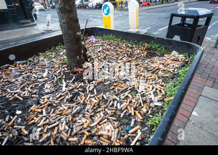 Hunderte von Zigarettenkippen wurden in einem großen Topf eines Baumes in einer Straße in Manchester, nur wenige Meter von einem Abfalleimer entfernt, weggeworfen. England, Großbritannien. Wurf Stockfoto