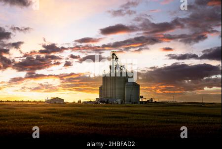 Ein Getreideaufzug auf den Canadian Prairies bei Sonnenuntergang in Alberta, Nordamerika. Stockfoto