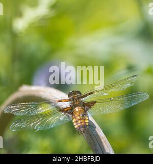 Plattbauch (Libellula depressa) Stockfoto