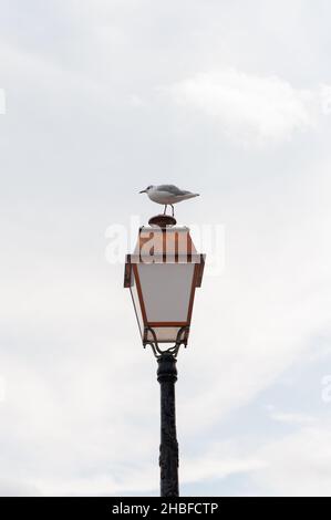 Seagull thronte auf einer alten Lampe Stockfoto