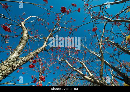 Rowan Beeren auf einem Herbstbaum ohne Blätter Stockfoto